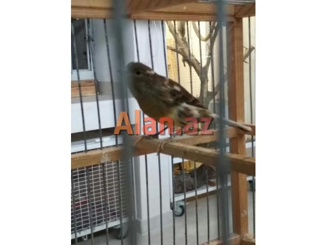 Yalançı bülbül 1 yaş erkək