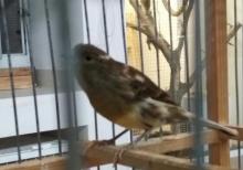 Yalançı bülbül 1 yaş erkək