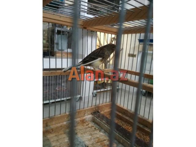 Yalançı bülbül 1 yaş erkək