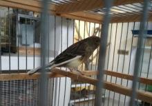 Yalançı bülbül 1 yaş erkək