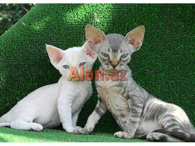 Девон и Корниш Рекс (Devon və Korniş Reks)