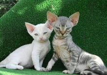 Девон и Корниш Рекс (Devon və Korniş Reks)