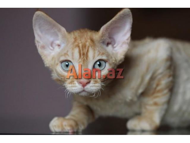 Девон и Корниш Рекс (Devon və Korniş Reks)