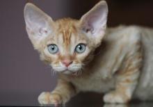 Девон и Корниш Рекс (Devon və Korniş Reks)