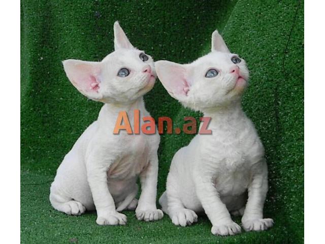 Девон и Корниш Рекс (Devon və Korniş Reks)