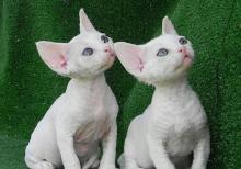 Девон и Корниш Рекс (Devon və Korniş Reks)