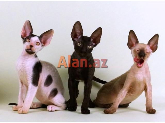 Девон и Корниш Рекс (Devon və Korniş Reks)