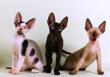 Девон и Корниш Рекс (Devon və Korniş Reks)