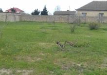 Albalılıq bağları ,Bilgəhdən giriş hissədə 15 sot torpaq sahəsi