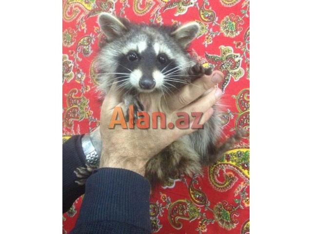 yenot