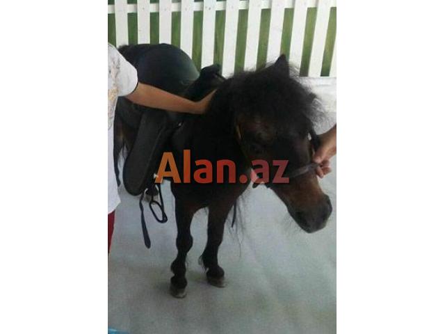 Poni At satilir tam saqlamdi,Dişidi.