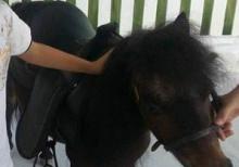 Poni At satilir tam saqlamdi,Dişidi.