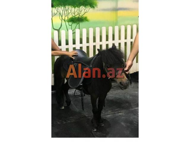 Poni At satilir tam saqlamdi,Dişidi.