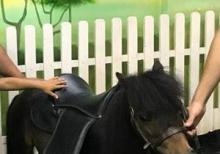 Poni At satilir tam saqlamdi,Dişidi.