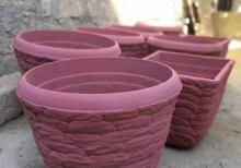 Dekorativ bitkiler ve guller ucundur