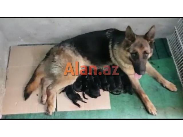 Natura nemeski afcarka kucukleri