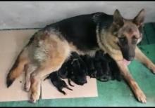 Natura nemeski afcarka kucukleri