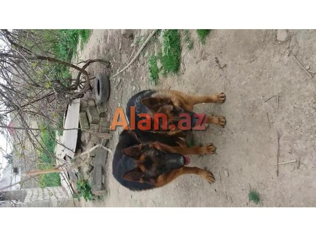 Natura nemeski afcarka kucukleri