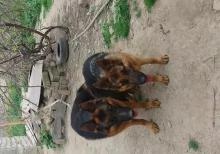 Natura nemeski afcarka kucukleri