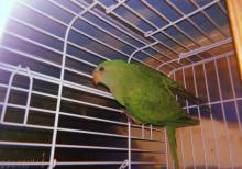 Роскошный баррабандов попугай Длина тела 40 см, хвоста 20—22 см.