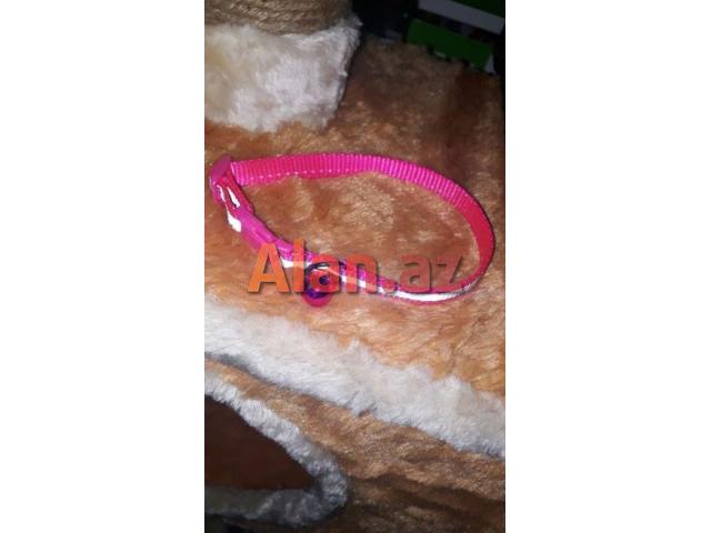 Pisikler ve balaca paroda itler ucun boyunluqlar.