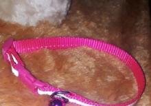 Pisikler ve balaca paroda itler ucun boyunluqlar.