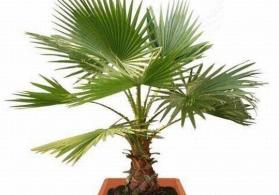 Palma agaclari