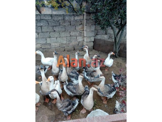 Linda qazı   ətli bayramda kəsilməli