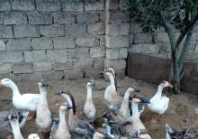 Linda qazı   ətli bayramda kəsilməli