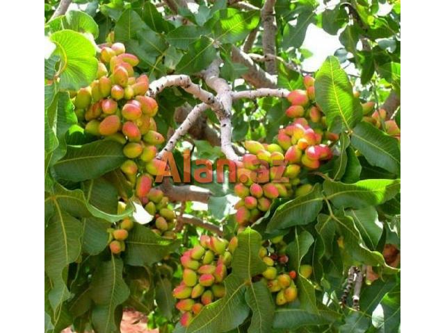 Püstə ağacı xarici sort 1 çi ilindən azda olsa məhsul verir..