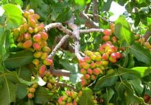 Püstə ağacı xarici sort 1 çi ilindən azda olsa məhsul verir..