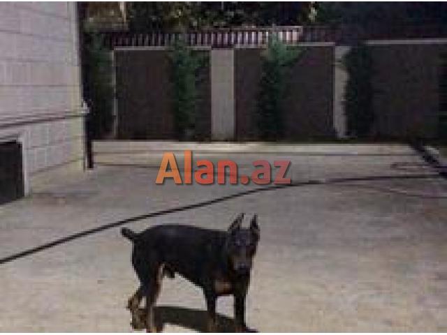 Doberman iti