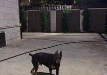 Doberman iti