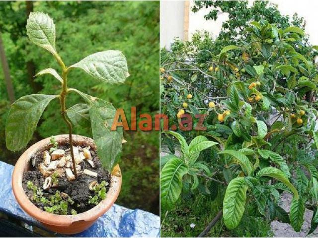 Yapon əzgili . həmişə yaşıl bir ağacdır