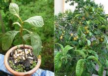 Yapon əzgili . həmişə yaşıl bir ağacdır