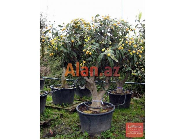 Yapon əzgili . həmişə yaşıl bir ağacdır