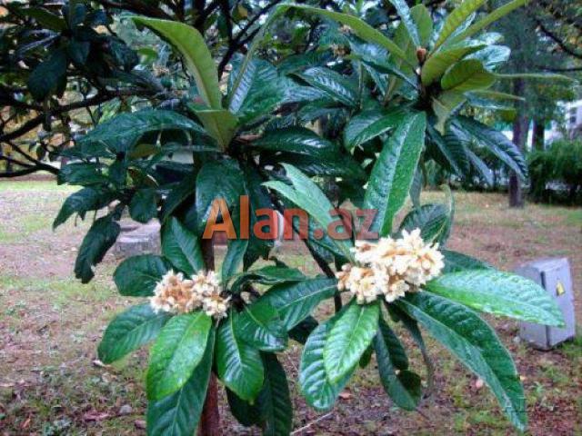 Yapon əzgili . həmişə yaşıl bir ağacdır