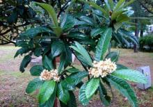 Yapon əzgili . həmişə yaşıl bir ağacdır