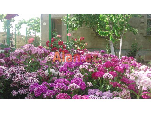 ucuz heyet evi tecli