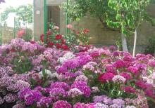 ucuz heyet evi tecli