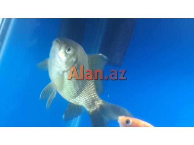 qızıl balıq satılır iri ölçüde 6 manata
