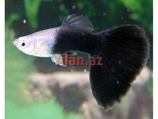 Quppi balığı şəkildəki kimidir