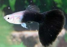 Quppi balığı şəkildəki kimidir