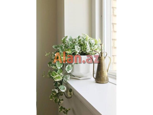 Epiperium albo Avstralis sortu