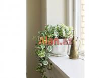 Epiperium albo Avstralis sortu