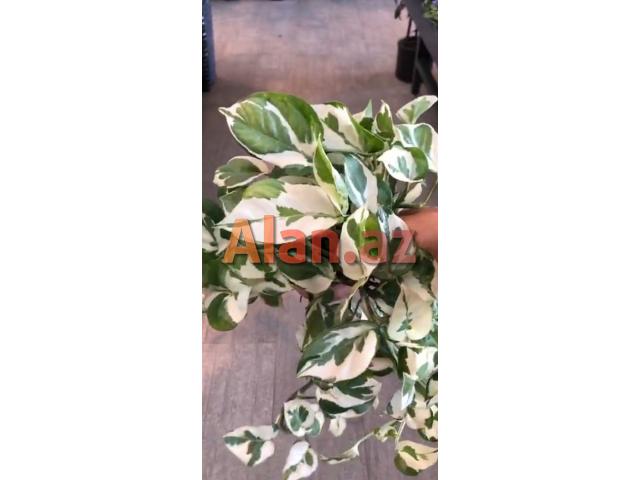 Epiperium albo Avstralis sortu