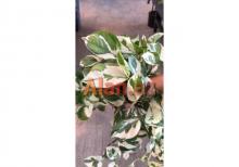 Epiperium albo Avstralis sortu