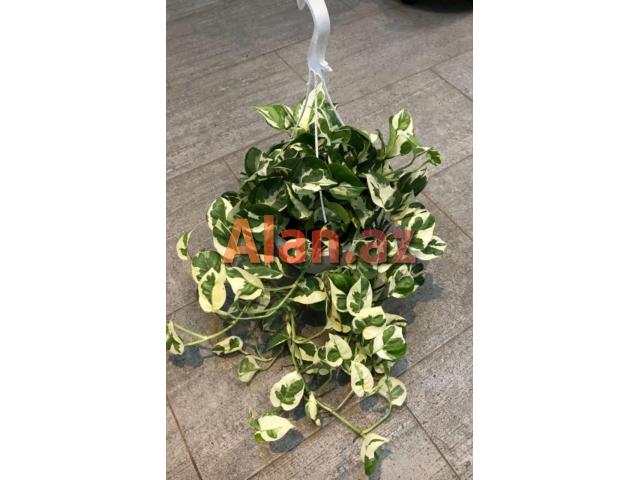 Epiperium albo Avstralis sortu