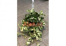 Epiperium albo Avstralis sortu