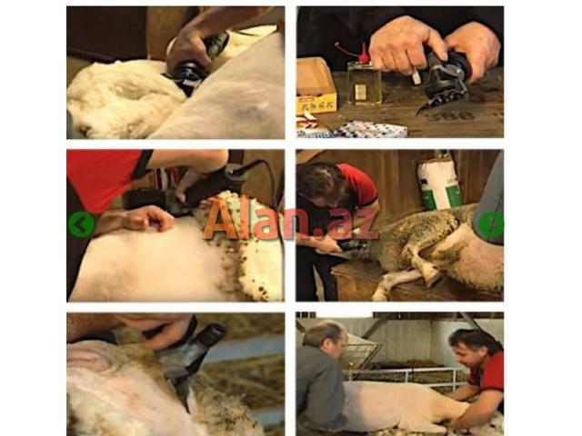 HEİNİGER - İsveçrə brendi olan qoyun qırxan aparat(maşın) 220v